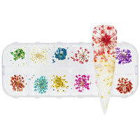 Nailart Display Dry Flower